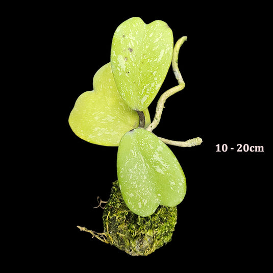 Hoya Plant Kerrii - Heart Shape