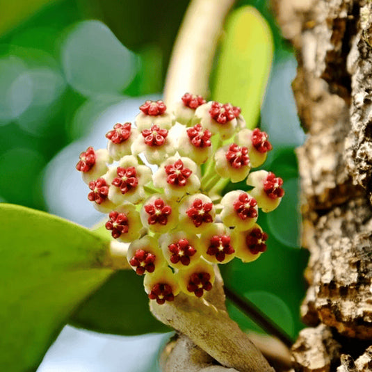 Hoya Plant Kerrii - Heart Shape