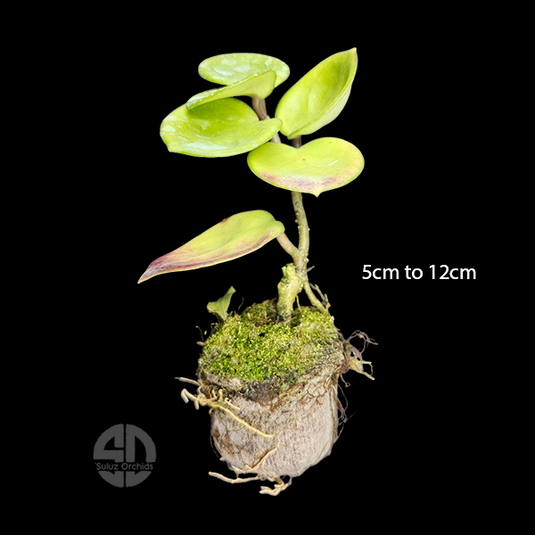 Hoya Plant Krinkle Giffy Potted