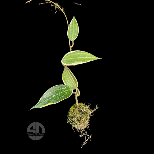 Hoya Plant Macrophylla Giffy Potted