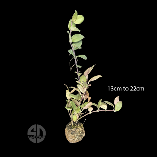 Indoor Lipstick Plant