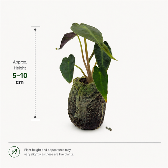 Jiffy Plant Alocasia Bambino