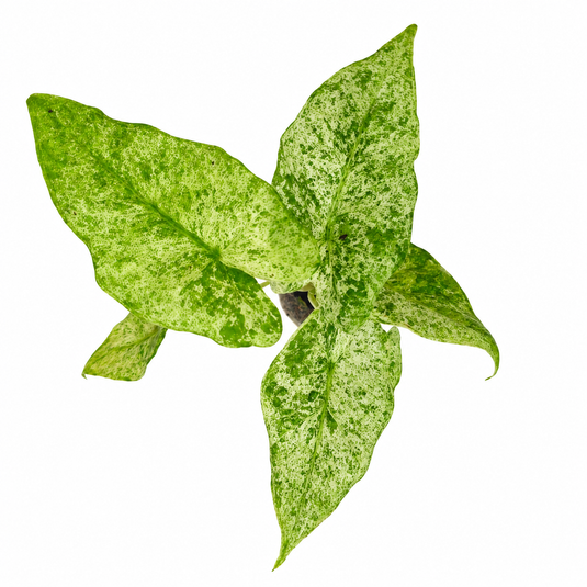 Jiffy Plant Alocasia Batic