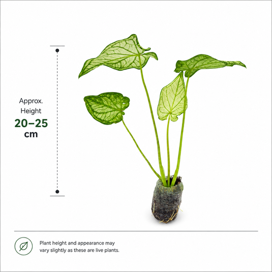 Jiffy Plant Caladium Galaxy New