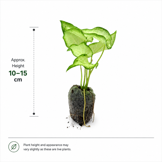 Jiffy Plant Caladium Whiteangel Bulb