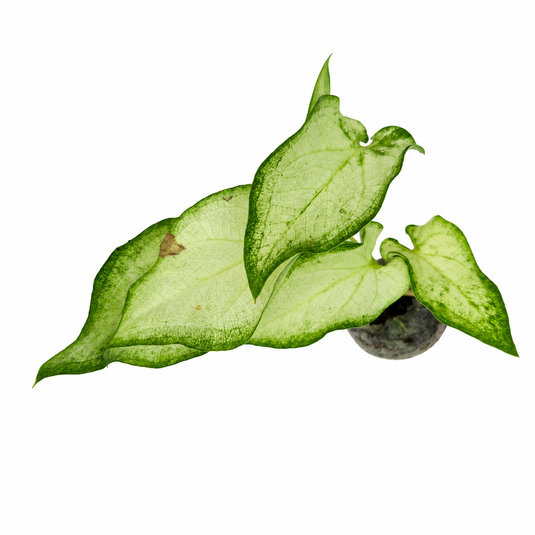 Jiffy Plant Caladium Whiteangel Bulb