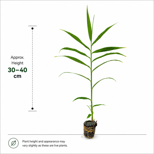 Jiffy Plant Ginger