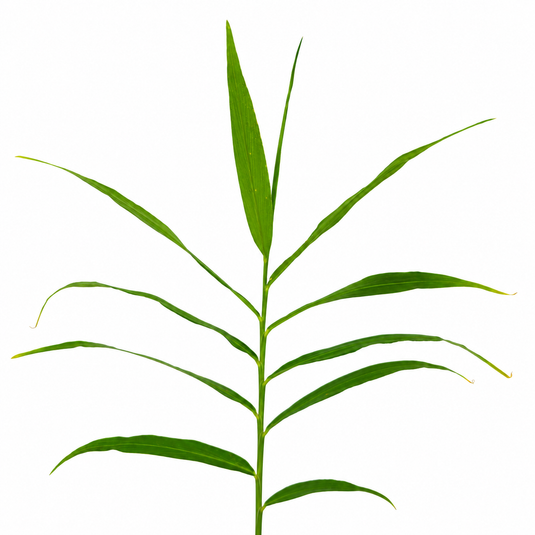 Jiffy Plant Ginger