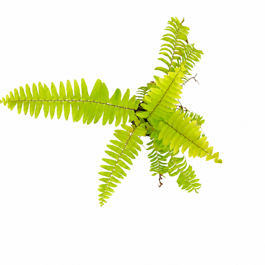 Jiffy Plant Golden Fern