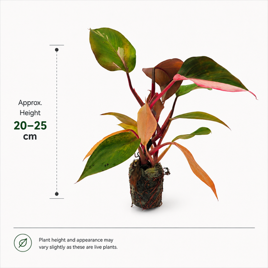 Jiffy Plant Philo Pink Prince