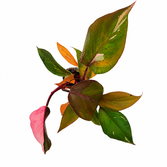 Jiffy Plant Philo Pink Prince