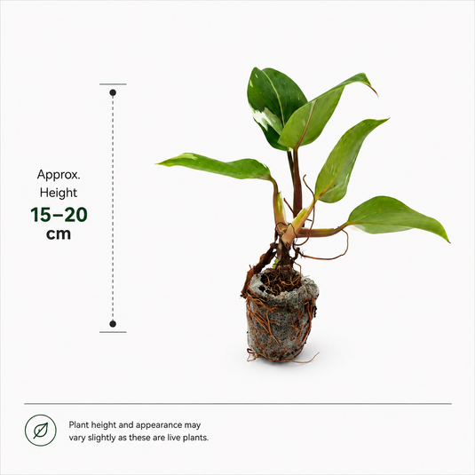Jiffy Plant Philo White Prince