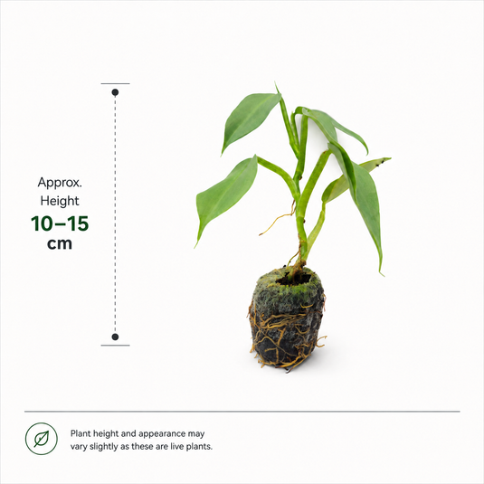 Jiffy Plant Philodendron Silversword