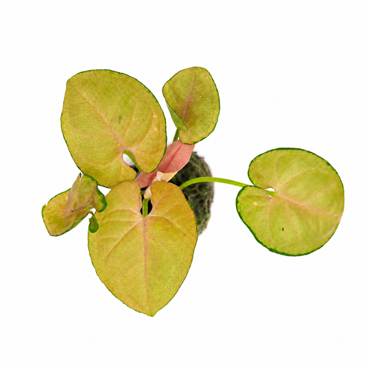 Jiffy Plant Syngonium Neon