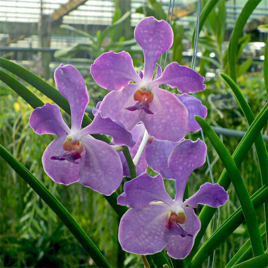 Terete Vanda Orchid blue flower JVB x Hilo Blue