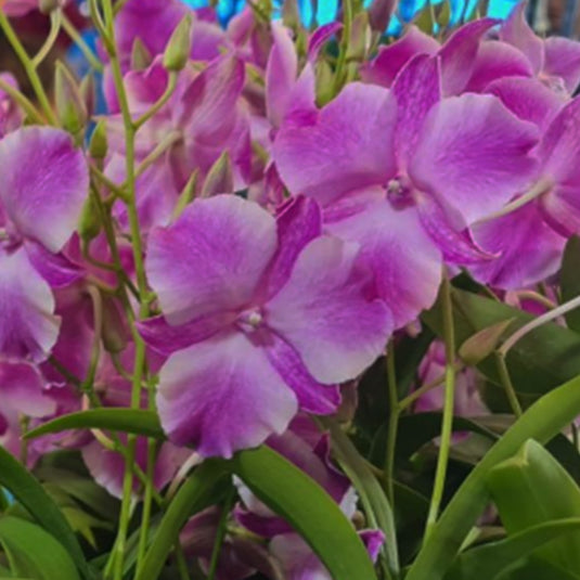 Dendrobium Orchid King Dragron Mature Bushy Plant - Ready To Flower