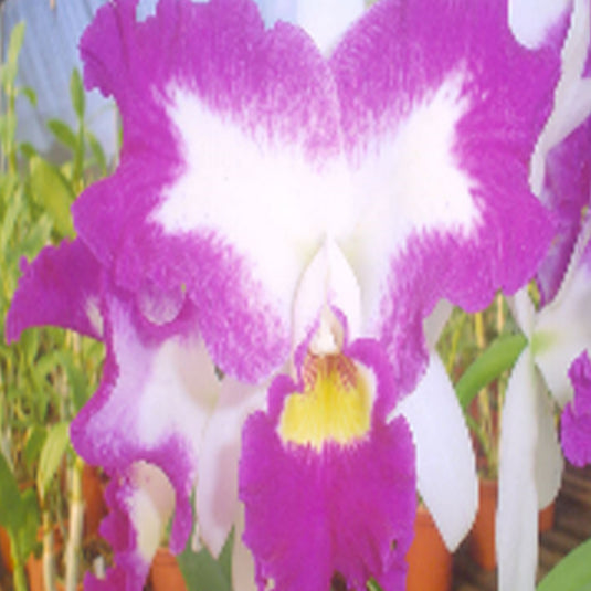 Cattleya Orchid Plant Lc.White Spark 'Love Crystal' Seedling