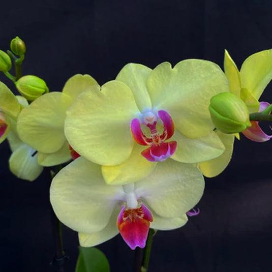 Phalaenopsis Orchid Limelight Yellow with red center flower featuring bright yellow blooms with a bold red center
