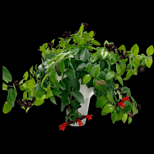 Indoor Lipstick Plant