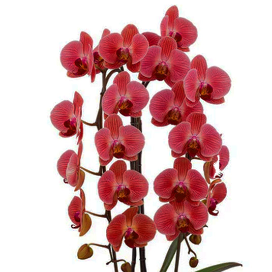 Phalaenopsis Orchid Love Day Red flower featuring vibrant red blooms with rich crimson tones