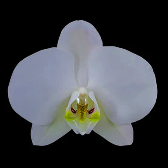 Phalaenopsis Orchid Lunar Landing Seedling Size