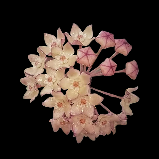 Hoya Plant Macrophylla Giffy Potted