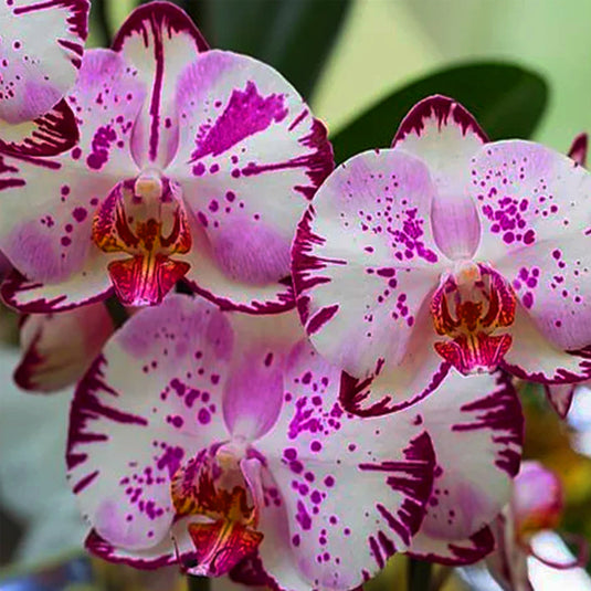Phalaenopsis Orchid Magic Art Pink flower featuring soft pink orchid blooms with artistic patterns