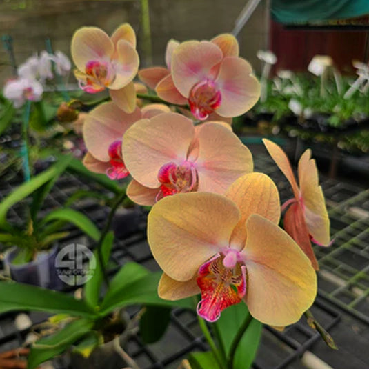 Phalaenopsis Orchid Midsummer Night Seedling Size