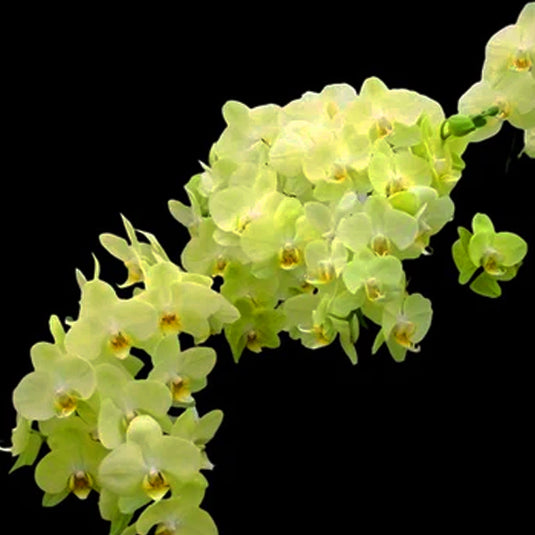 Phalaenopsis Orchid Mint Yellow flower featuring soft yellow orchid blooms with smooth petals