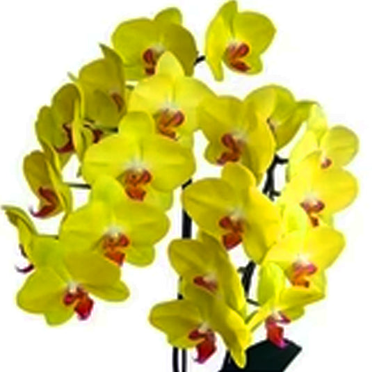 Phalaenopsis Orchid Miraflore Seedling Size