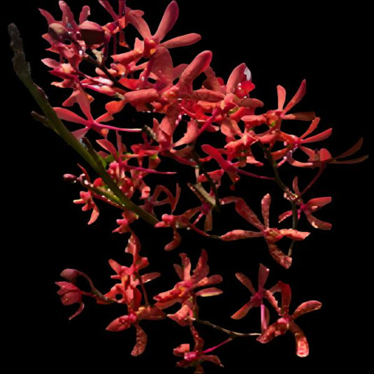 Mokara Orchid Plant Arnth.Anne Black x Storiei - Top Cutting Small