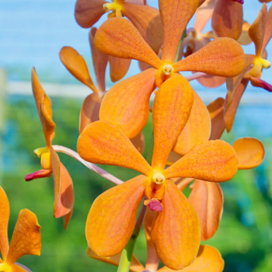 Mokara Orchid Plant Bangkhuntien Gold x Tamerine - Top Cutting Small