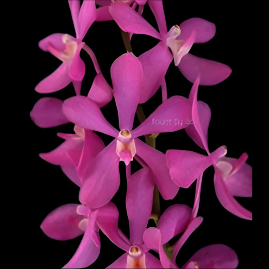 Mokara Orchid Plant Calipso 2 N- Top Cutting Small