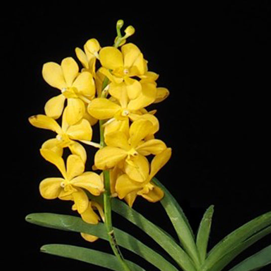 Mokara Orchid Chaopraya Gold Mature - Big Top Cutting - Ready To Flower