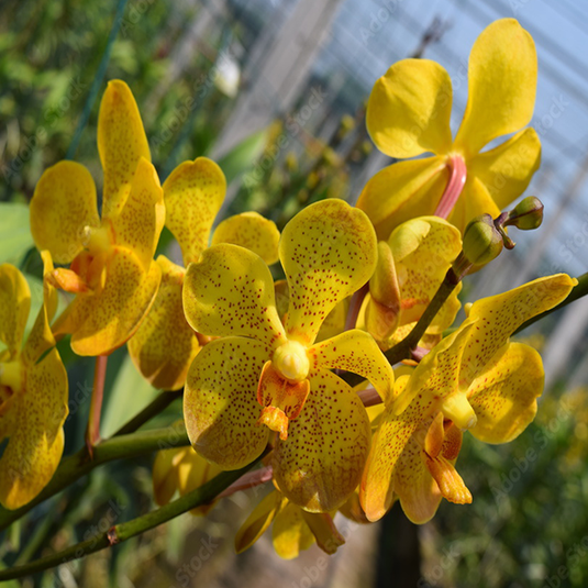 Mokara Orchid Plant Chao Praya Sunset - Top Cutting Small