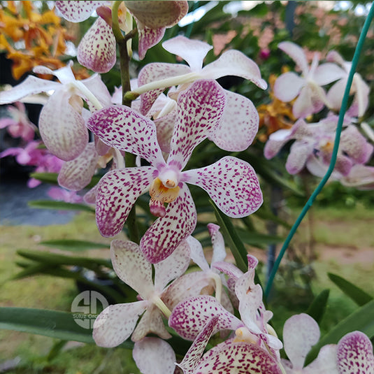 Mokara Orchid Plant Christine Warayut x Kasem's Delight - Top Cutting Small