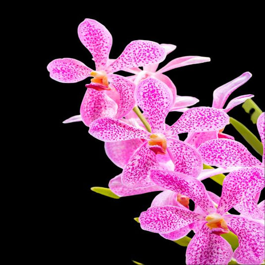 Mokara Orchid Plant Dungpron Pink - Top Cutting Small