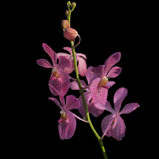 Mokara Orchid Plant Gab Guan Pink - Top Cutting Small