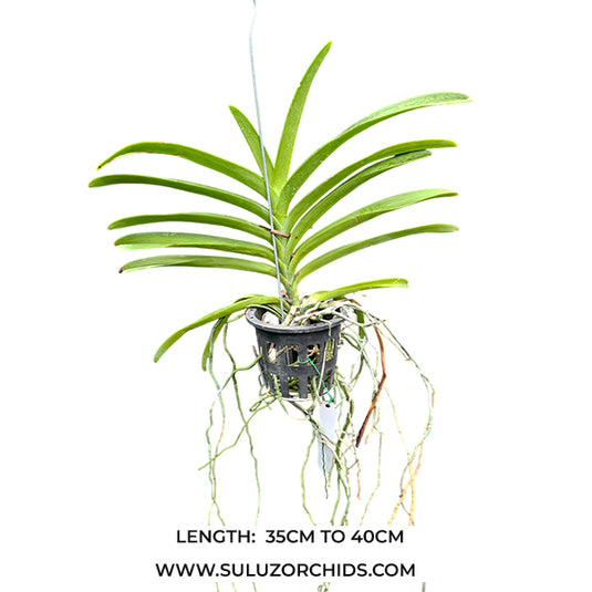 Mokara Orchid Gao Pek Suan x Charles Good Fellow (hyb.no.10) Mature Full Plant - Ready To Flower