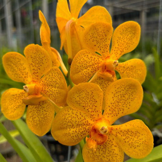 Mokara Orchid Gao Pek Suan x Charles Good Fellow (hyb.no.10) Mature Full Plant - Ready To Flower