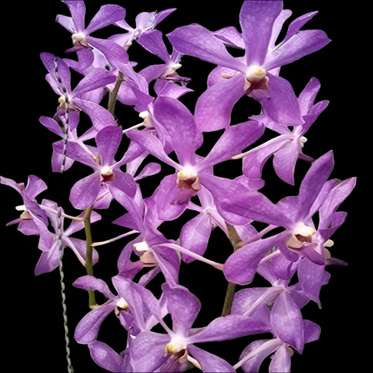 Mokara Orchid Jairak Blue Mature - Big Top Cutting - Ready To Flower