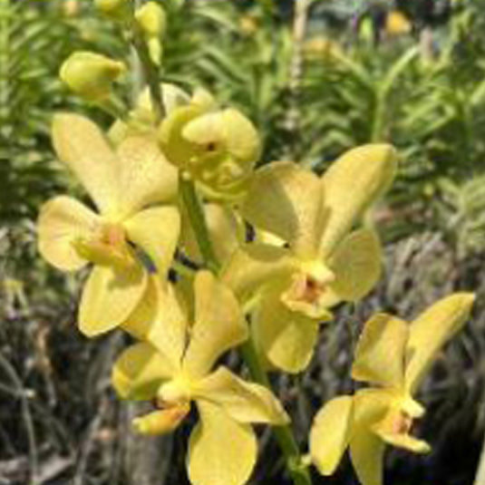 Mokara Orchid Plant Kao Pek Suan- Top Cutting Small