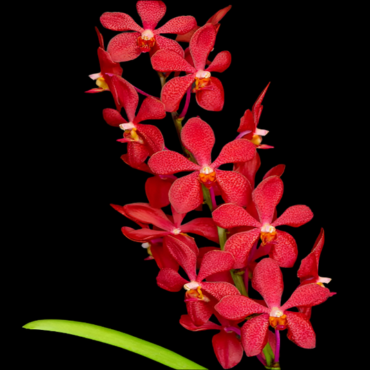 Mokara Orchid Moodang Red Mature - Big Top Cutting - Ready To Flower