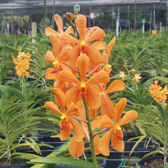 Mokara Orchid Omyayi Orange #2 Mature - Big Top Cutting - Ready To Flower