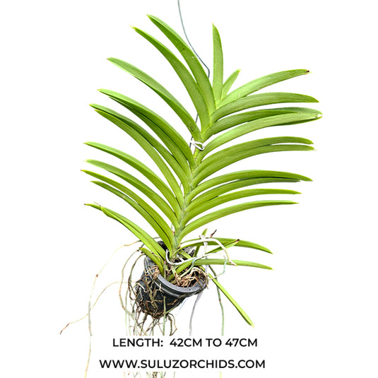 Mokara Orchid Oomyai Orange (hyb.no.11) Mature Full Plant - Ready To Flower