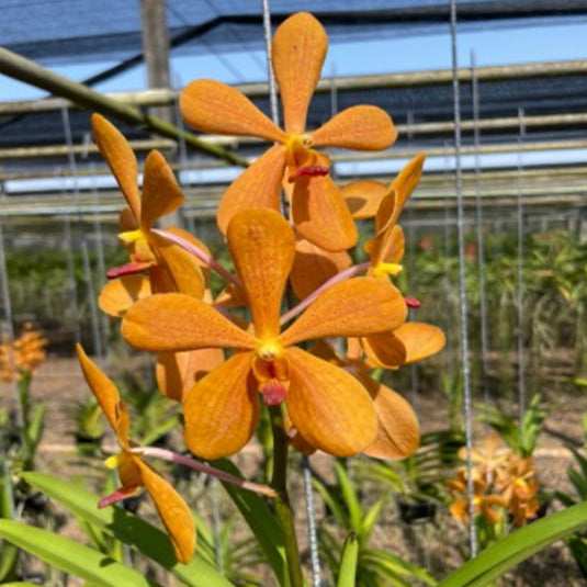 Mokara Orchid Oomyai Orange (hyb.no.11) Mature Full Plant - Ready To Flower
