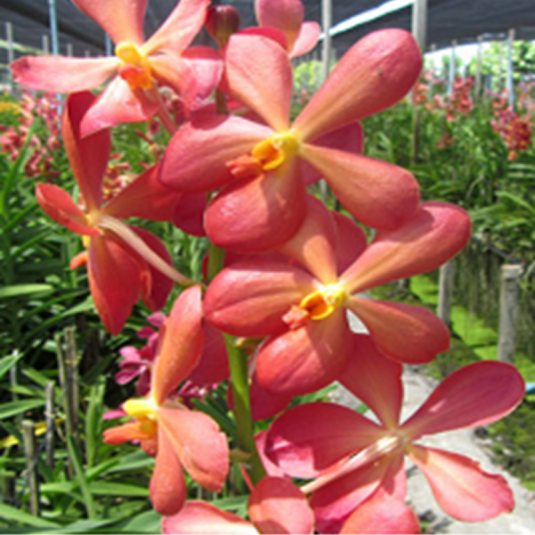 Mokara Orchid Airak Amber 'NO.126'- Mature Big Top Cutting- Ready To Flower