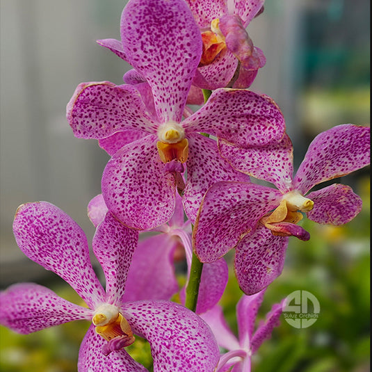 Mokara Orchid Plant Anne Koo Mature - Big Top Cutting - Ready To Flower