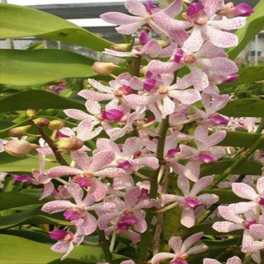 Mokara Orchid Arachnostylis Jittima - Mature Big Top Cutting - Ready To Flower