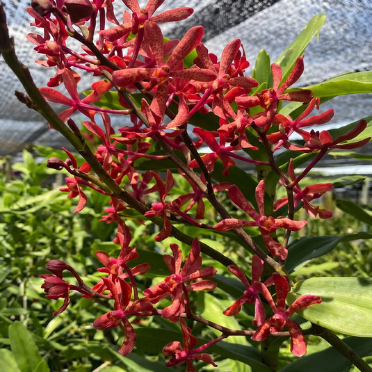 Mokara Orchid Arathera Anne Black x Renanthera Storiei red flower